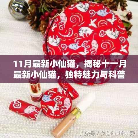 揭秘十一月最新小仙猫,独特魅力与科普知识介绍