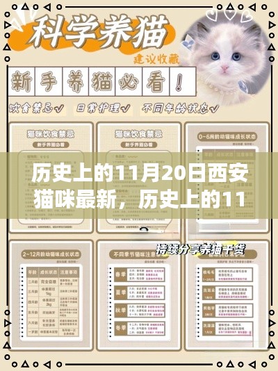 历史上的11月20日西安猫咪,新手养育指南与最新资讯