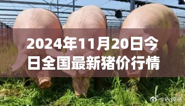 跨越风云的猪价行情,2024年最新猪价行情分析与未来洞察
