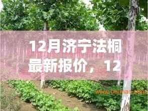 济宁法桐之旅,探寻最新报价,寻找心灵的宁静时光