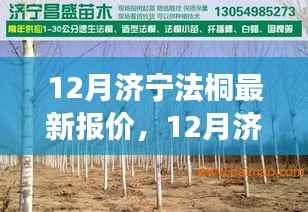 济宁法桐之旅,探寻最新报价,寻找心灵的宁静时光