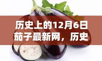 历史上的12月6日茄子最新网,探索茄子在互联网历程中的足迹