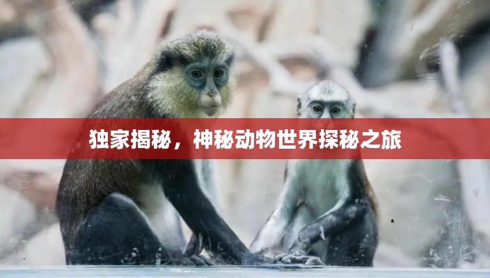 独家揭秘,神秘动物世界探秘之旅