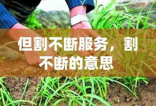 但割不断服务,割不断的意思