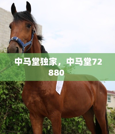 中马堂独家,中马堂72880