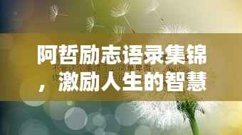 阿哲励志语录集锦,激励人生的智慧箴言