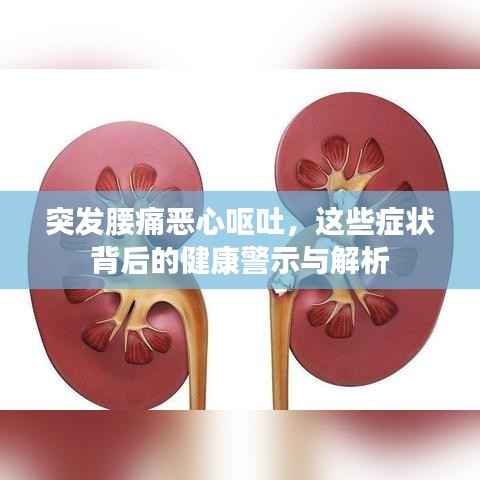 突发腰痛恶心呕吐,这些症状背后的健康警示与解析