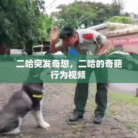 二哈突发奇想,二哈的奇葩行为视频