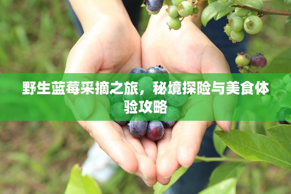 野生蓝莓采摘之旅,秘境探险与美食体验攻略
