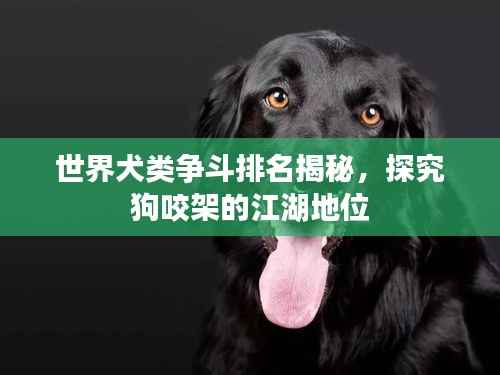 世界犬类争斗排名揭秘,探究狗咬架的江湖地位