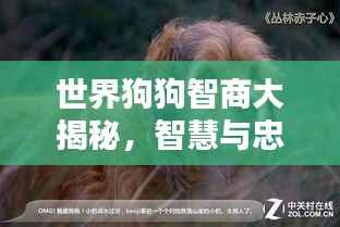 世界狗狗智商大揭秘,智慧与忠诚共存的照片集锦,不容错过!