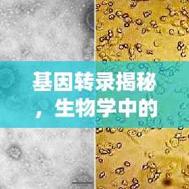 基因转录揭秘,生物学中的核心奥秘探索