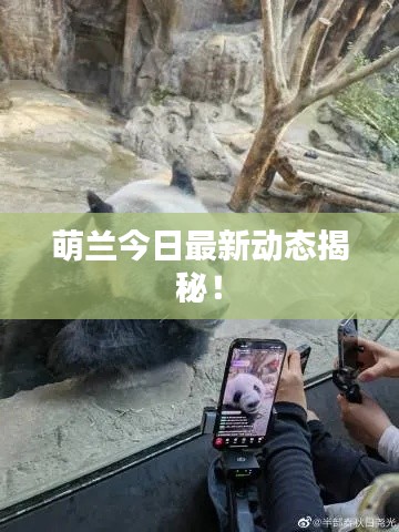 萌兰今日最新动态揭秘!