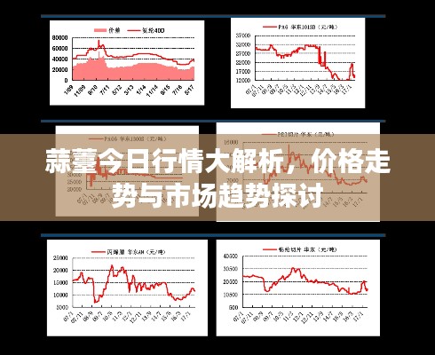 蒜薹今日行情大解析,价格走势与市场趋势探讨