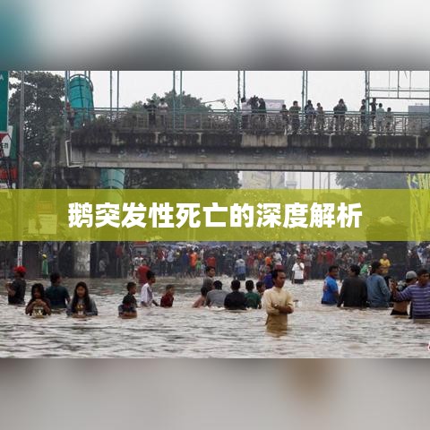 鹅突发性死亡的深度解析