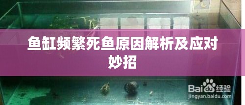 鱼缸频繁死鱼原因解析及应对妙招